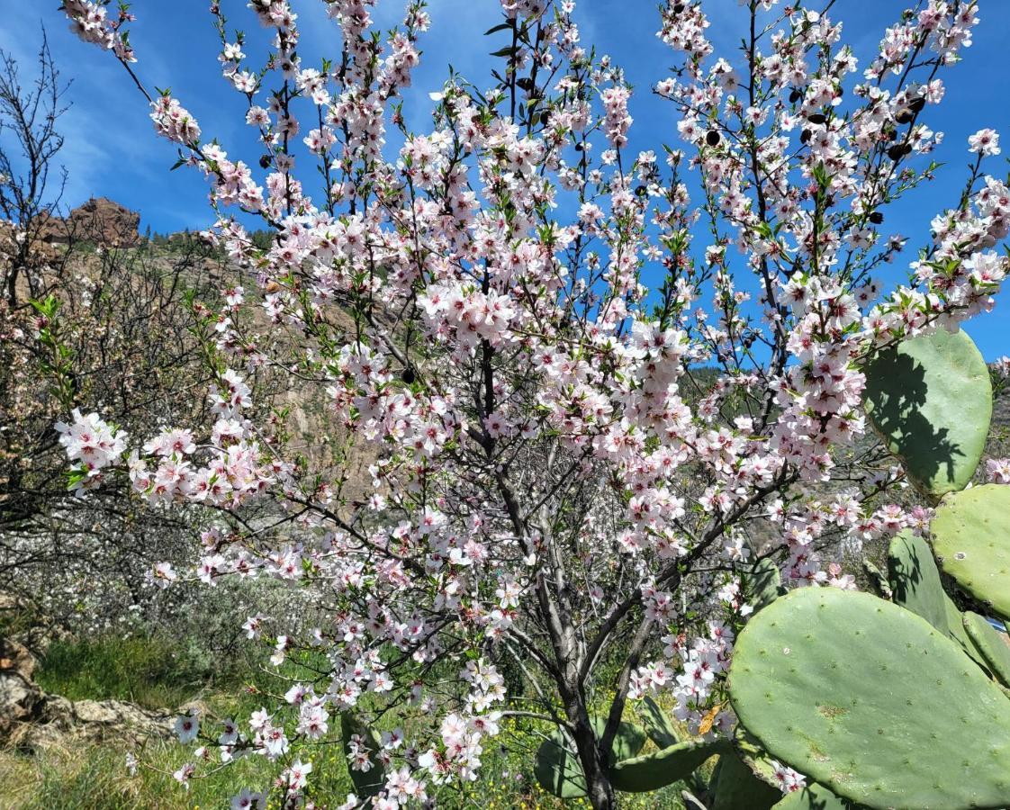 Casa Rural Los Pinares El Juncal De Tejeda Exteriér fotografie